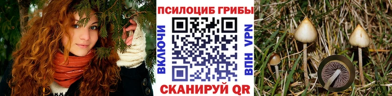 как найти наркотики  Ачхой-Мартан  Псилоцибиновые грибы прущие грибы 